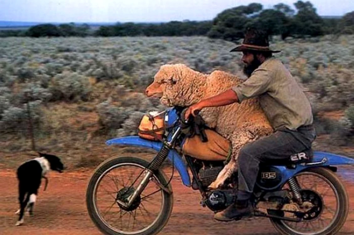 
    Un om din Australia și-a pus oaia pe motoretă, probabil pentru că animalul nu ținea pasul cu elfoto: huffingtonpost.co.uk  