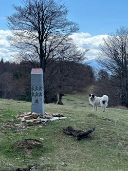 Cainele hoinar Sursa grup Via Transilvanica Facebook (1) jpg