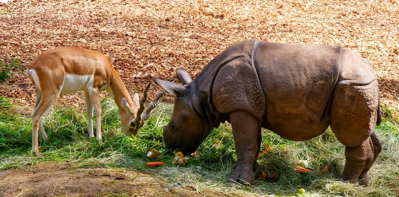 Român, ucis de un animal la o grădină zoologică din Suedia
