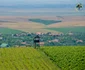 Drumul Vinului FOTO Visit Timiș