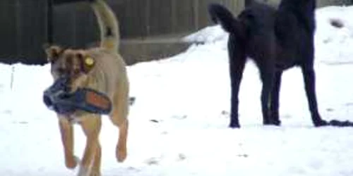 Maidanezii din Târgu Neamţ sunt otrăviţi prin parcuri