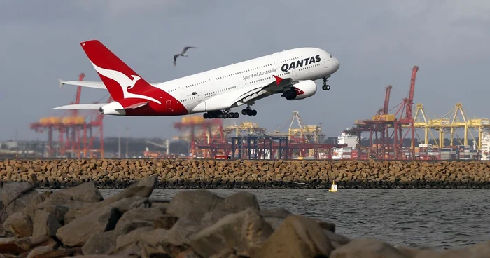 La bordul unui avion Qantas a fost găsit un şarpe veninos. FOTO Reuters