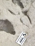 Urmele unor străvechi specii umane, descoperite în Kenya (foto: Kevin G. Hatala / Chatham University)