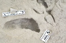 Urmele unor străvechi specii umane, descoperite în Kenya (foto: Kevin G. Hatala / Chatham University)