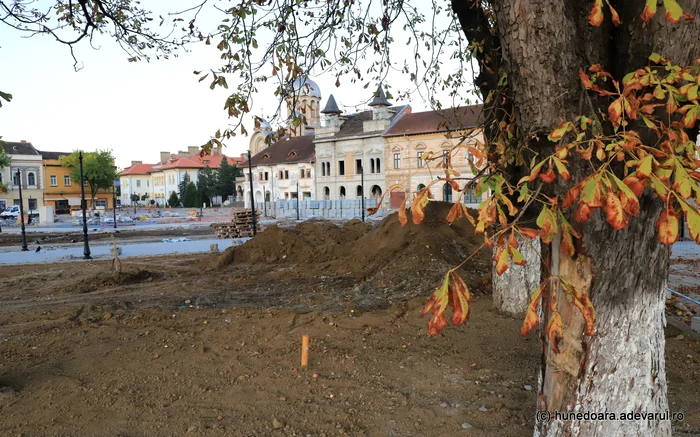 Câțiva copaci au fost cruțați de constructori. Foto: Daniel Guță. ADEVĂRUL
