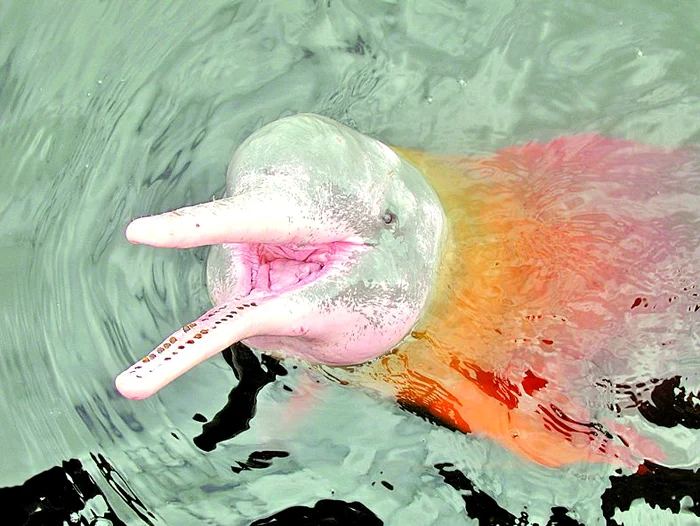 Delfinii, singura specie  care face sex nazal