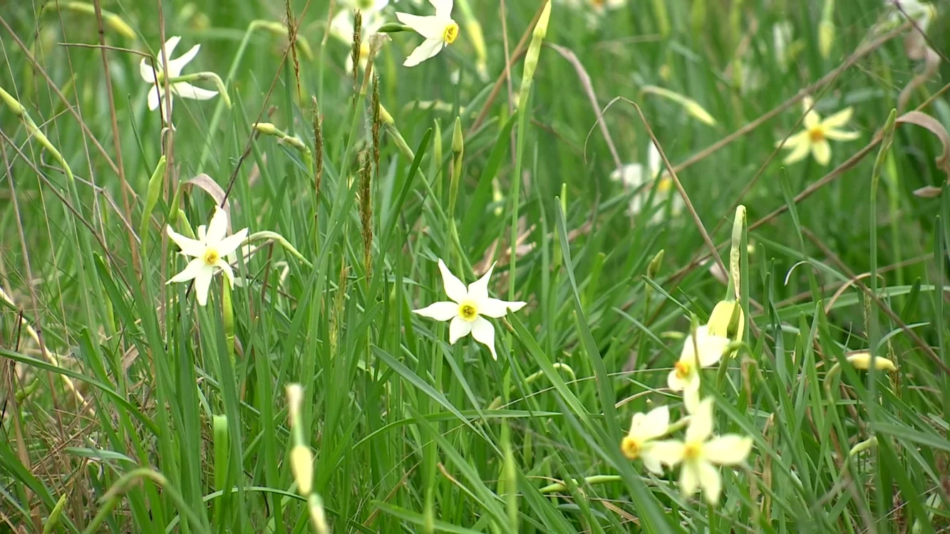 Narcisele cresc în mod natural pe o suprafață de 5 hectare Foto: Alin Ion
