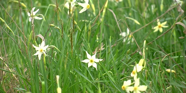 poiana narciselor tg jiu 4 foto alin ion jpeg