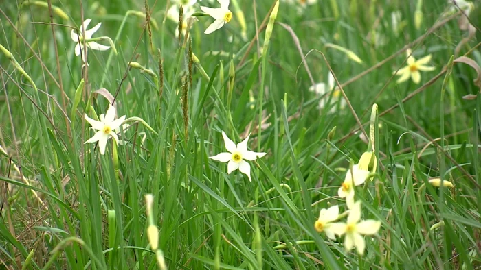 Narcisele cresc în mod natural pe o suprafață de 5 hectare Foto: Alin Ion