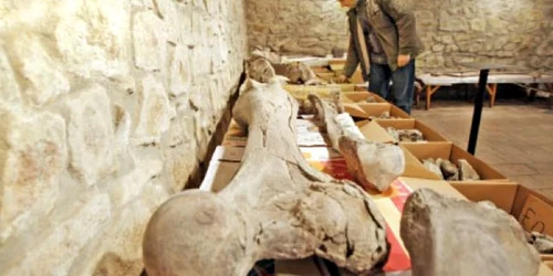 Un mastodont uriaş a fost descoperit şi la Racoş