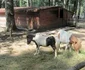 Poneiul a făcut pietre la rinichi din cauza pufuleţilor Foto