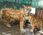 zoo sibiu 4