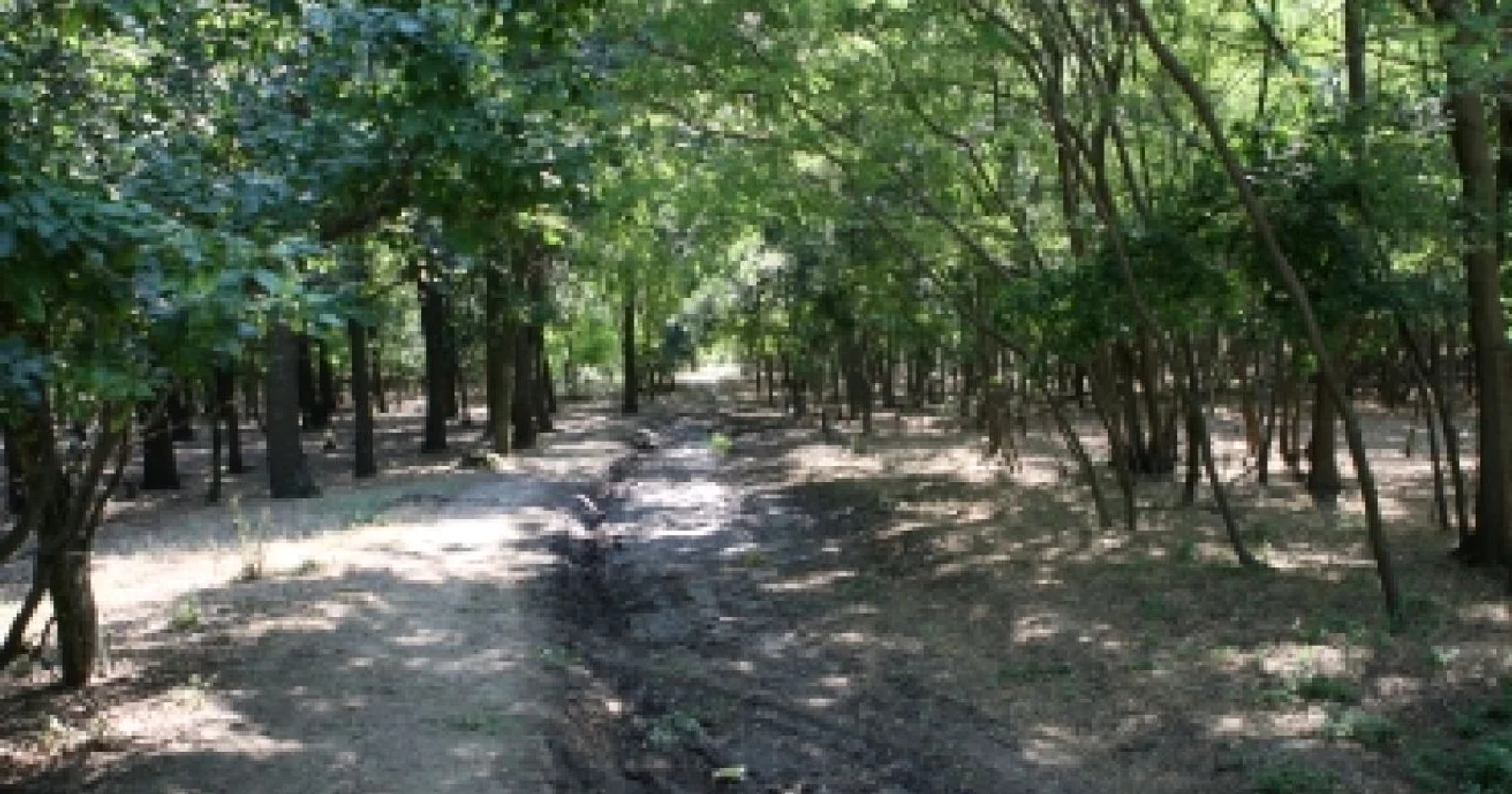 Constanţa: Oseminte umane descoperite în pădurea de la Vadu