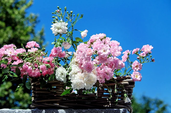 Trandafiri / foto: Pixabay 