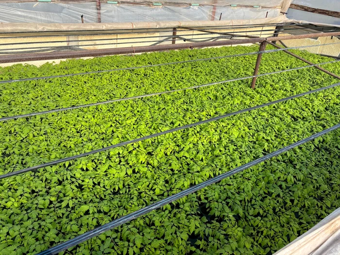 Munca pentru producerea primelor tomate începe în octombrie FOTO: Florin Delcea