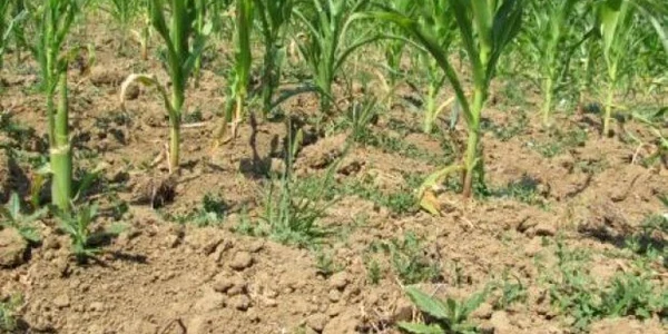 Culturile de porumb şi floarea soarelui sunt distruse din cauza secetei