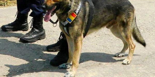 Pol