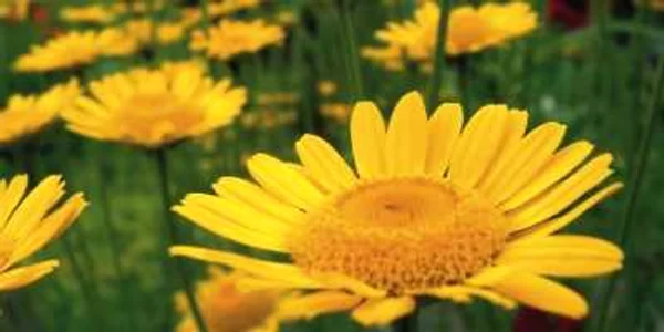 Bogată în substanţe active, păpădia elimină colesterolul „rău” din organism.