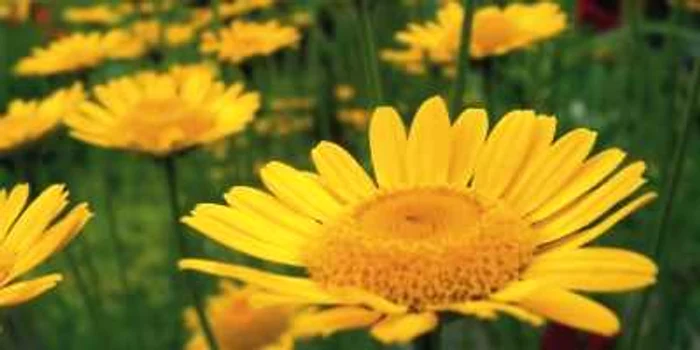 Bogată în substanţe active, păpădia elimină colesterolul „rău” din organism.