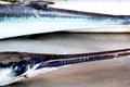 fish 3904891 1280 jpg