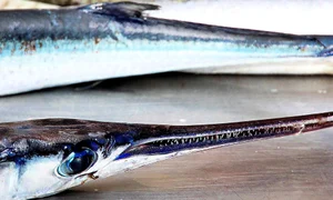 fish 3904891 1280 jpg