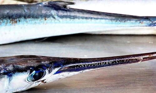 fish 3904891 1280 jpg