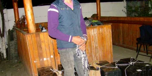 tigari