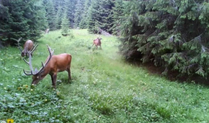 Cerbi filmaţi în timp ce se hrăneau în poieniţa din Apuseni