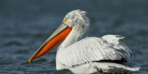 calarasi pasare foto SOR