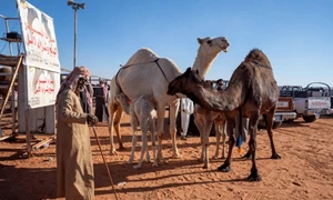 camile shutter1 jpeg