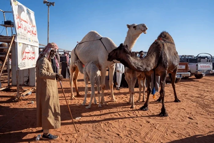 Competițiile pentru cămile sunt populare în lumea arabă / foto: Shutterstock