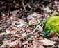 Primăvara în nordul Dobrogei FOTU Turism Măcin