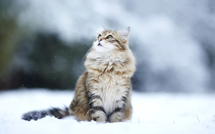 rase de pisici cu blana lunga siberiana