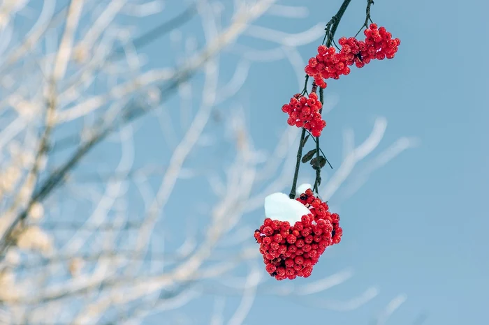 Flori rezistente iarna / foto: Pixabay