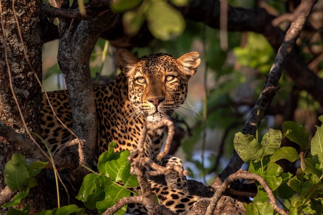 Leopard în ascunziș. FOTO: BBC