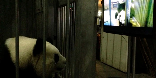 panda film porno foto reuters