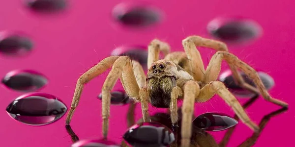 insecta macro fotografie foto Caters News