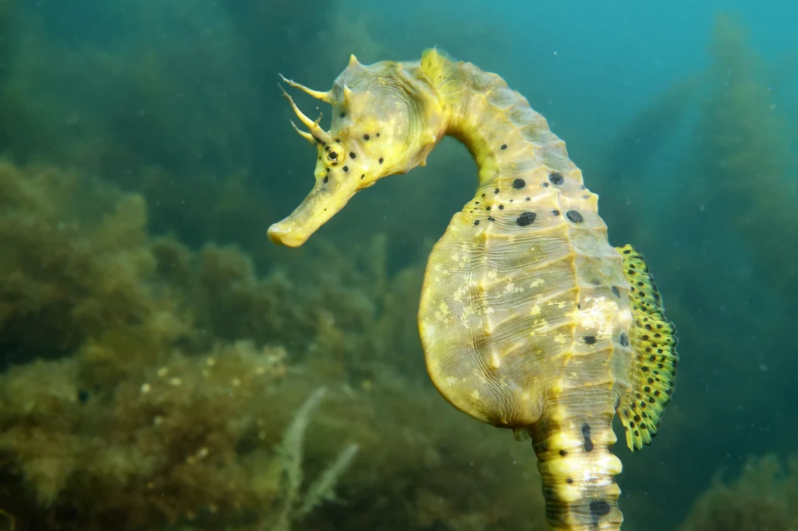 HippocampAbdomJohnTurnbull jpg jpeg