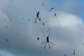 Ploaia de păianjeni este un fenomen normal jpeg