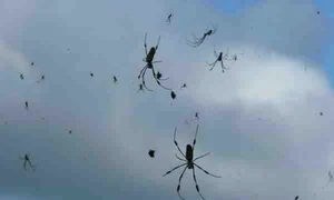 Ploaia de păianjeni este un fenomen normal jpeg