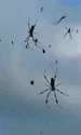 Ploaia de păianjeni este un fenomen normal jpeg