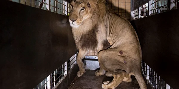O cuşcă cu unul dintre cei 33 de lei salvaţi de la circurile din Peru şi Columbia este aşezat pe partea din spate a unui camion înainte de a fi transportat într-o rezervaţie private din Johannesburg Africa de Sud FOTO Guliver/Getty Images