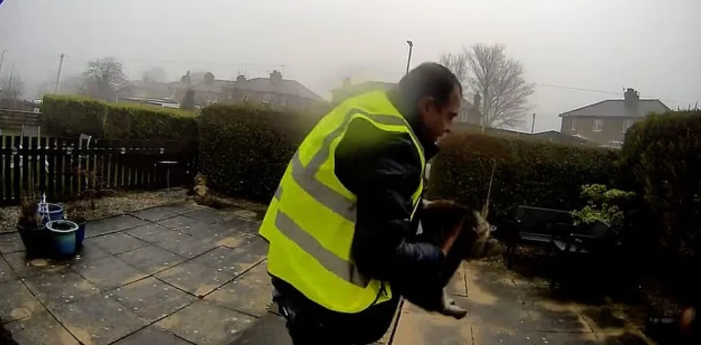 Hoțul de pisici. Un român șofer la Amazon a furat animalul unei familii după ce a lăsat un colet, dar a fost filmat de camera casei