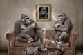 monkeys g12b54201d 1920 jpg