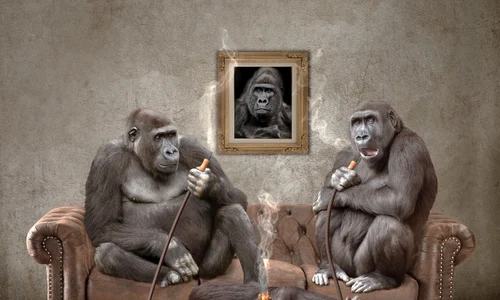 monkeys g12b54201d 1920 jpg