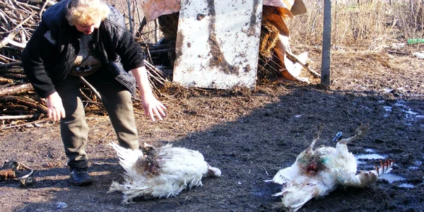 Maria Drăguţ arată păsările moarte