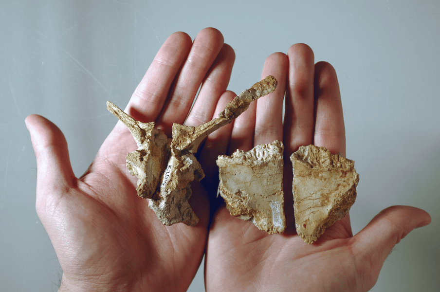 Specie nouă de dinozauri pitici în Țara Hațegului. Au fost descoperite fosilele reptilei cu cap turtit