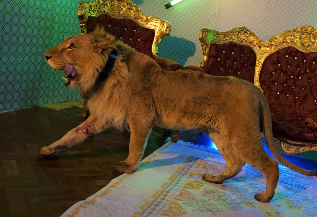 Se vede clar în videoclipul lui Dani Mocanu că leul este rănit la picior 
