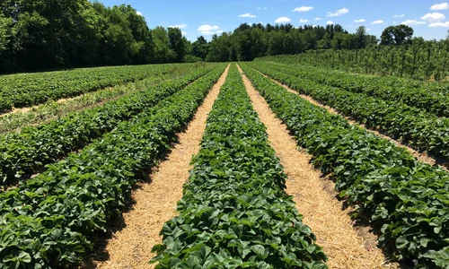 homer ding strawberry bushes 2241401 jpg