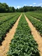 homer ding strawberry bushes 2241401 jpg